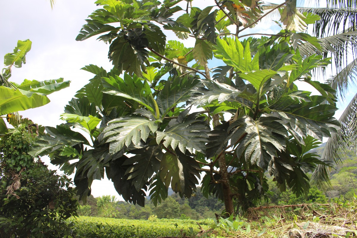 Artocarpus camansi Blanco